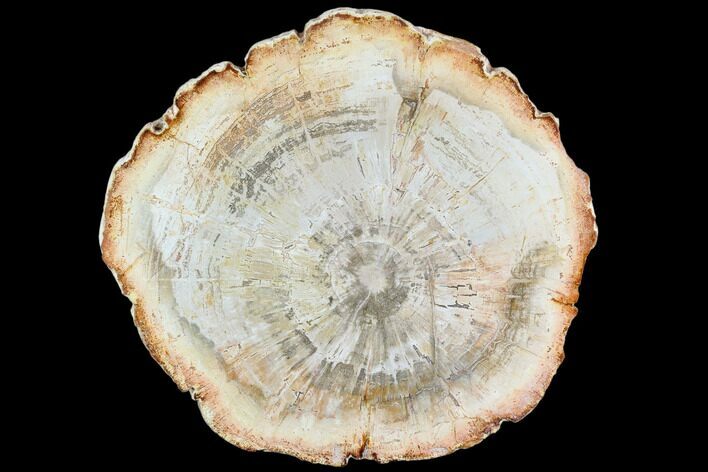 Petrified Wood (Araucaria) Slice - Madagascar #105369